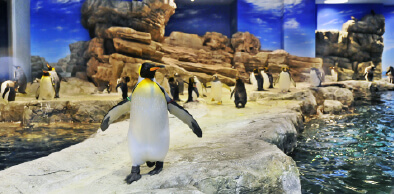 日本最大級のペンギン展示施設「ペンギン村」