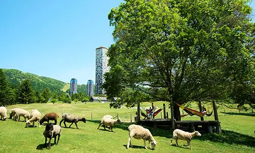 羊とお昼寝ハンモック(夏頃)