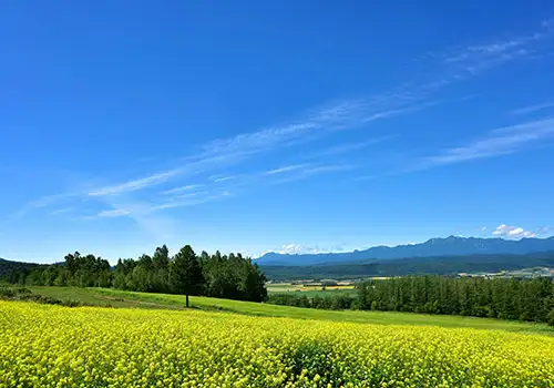 富良野