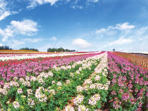 展望花畑　四季彩の丘