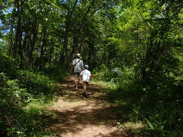 昆虫・ザリガニ採集