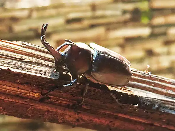 昆虫・ザリガニ採集