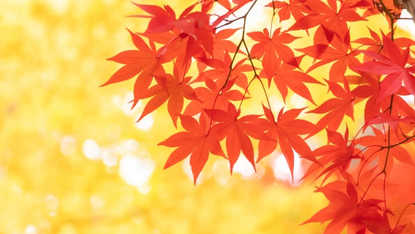 紅葉の葉