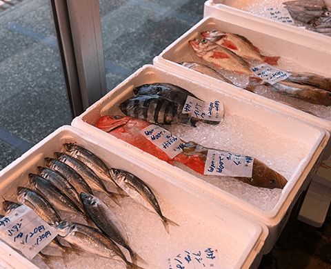 おけしょう鮮魚の鮮魚