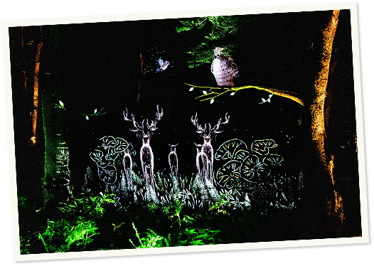 夜の阿寒摩周国立公園の森に浮かび上がる動物たち