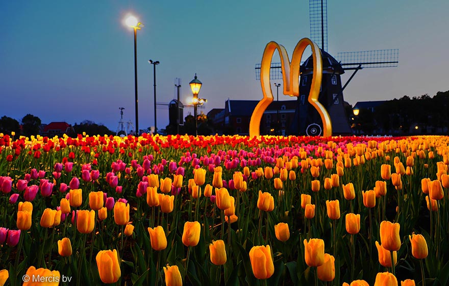 ナイトチューリップ