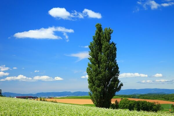 ケンとメリーの木
