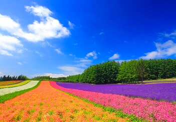 ケンとメリーの木