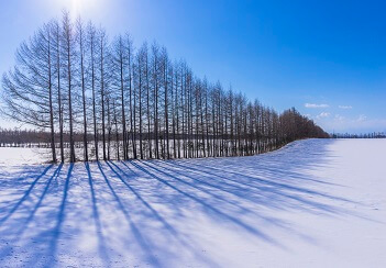 ケンとメリーの木