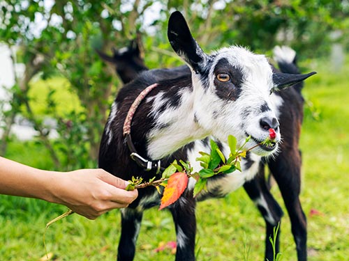 やぎのおさんぽ体験