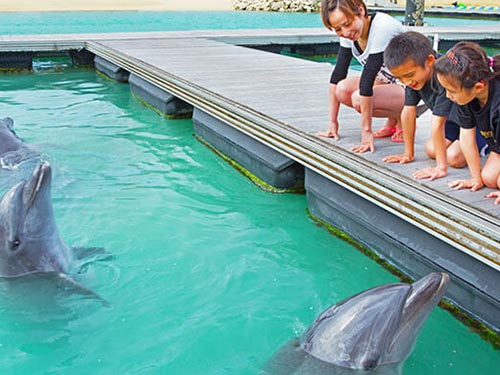 ドルフィンウォーキング