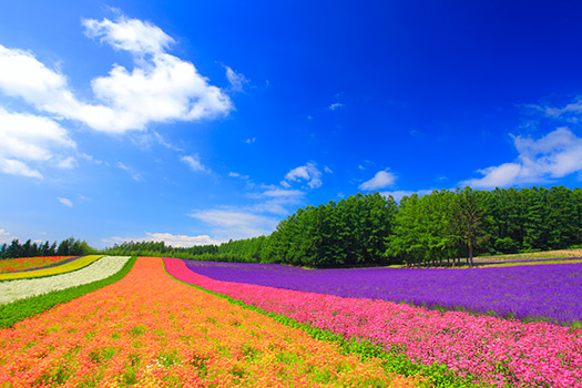 ファーム富田（ラベンダー畑）