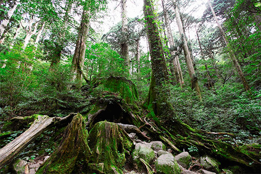 屋久島のウィルソン株