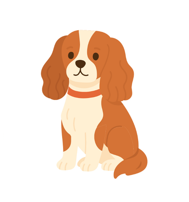 中型犬のイメージ