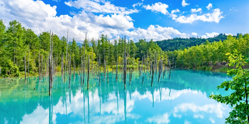夏の北海道 白金青い池
