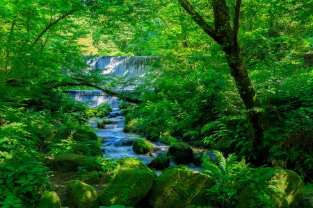 木谷沢渓流