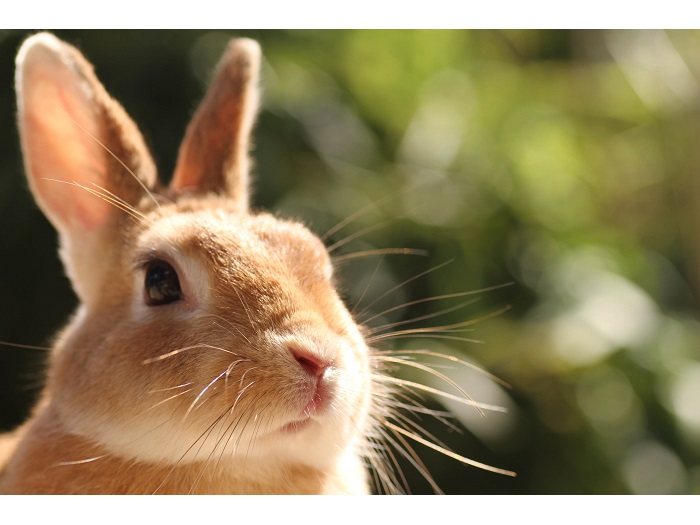 ���������̗��̃C���[�W