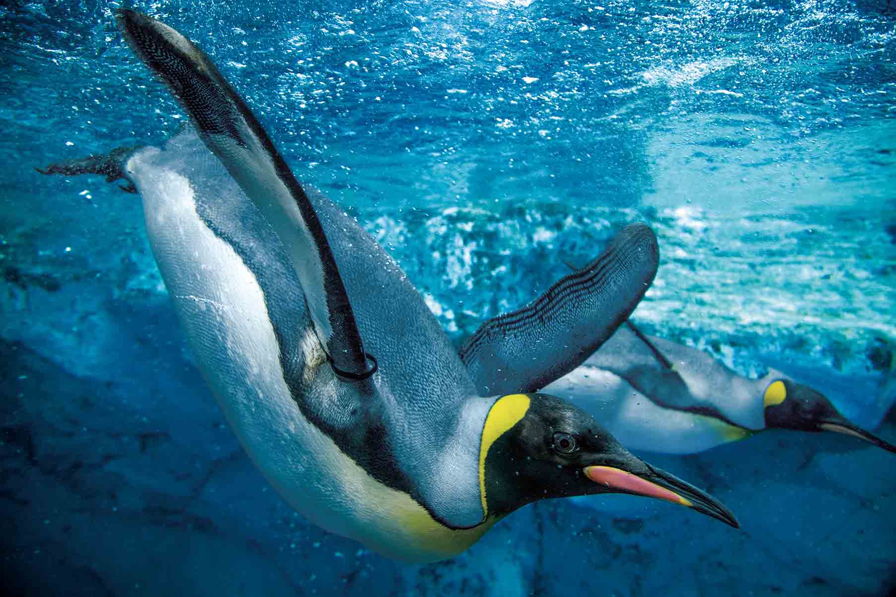 ����V�[���[���h