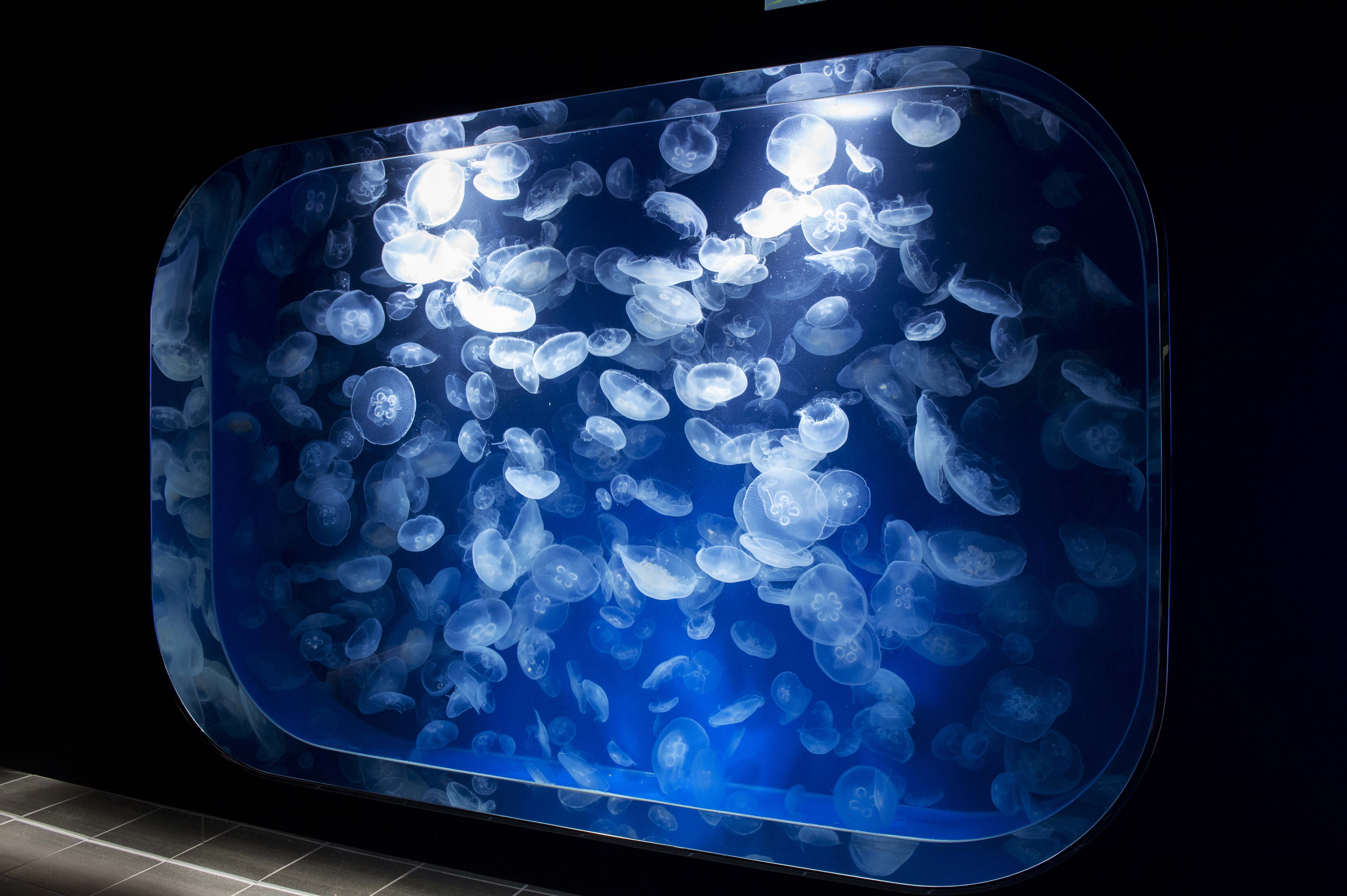 ����V�[���[���h