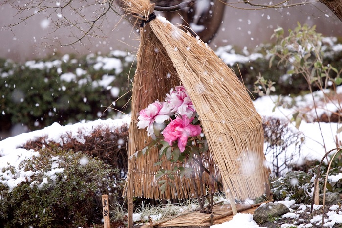 ����]�A�������i�N�ԃp�X�|�[�g�j�̃C���[�W