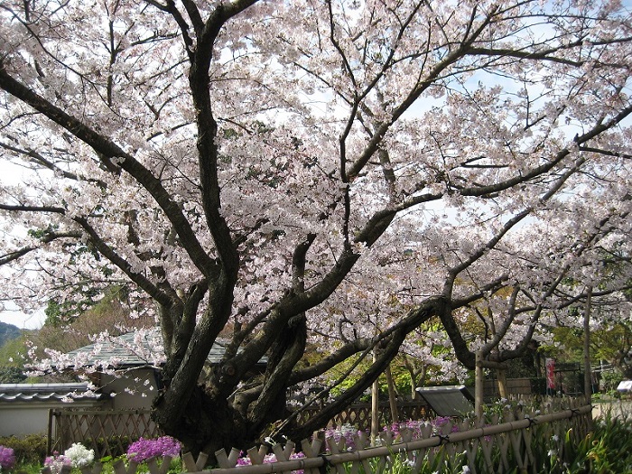 ����]�A�������i�N�ԃp�X�|�[�g�j�̃C���[�W