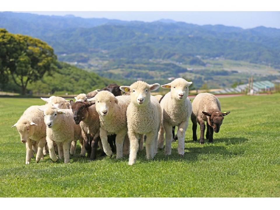 �}�U�[�q��