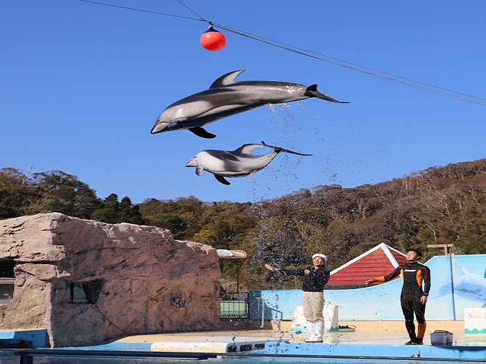 ���c�C��������