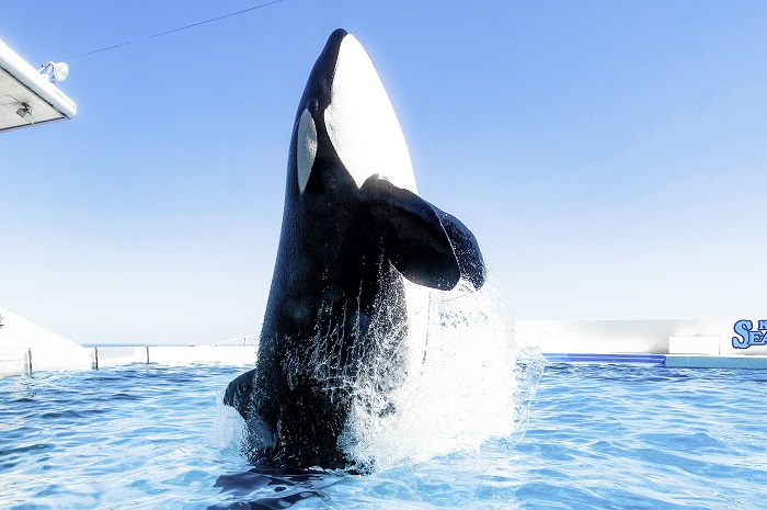 ����V�[���[���h