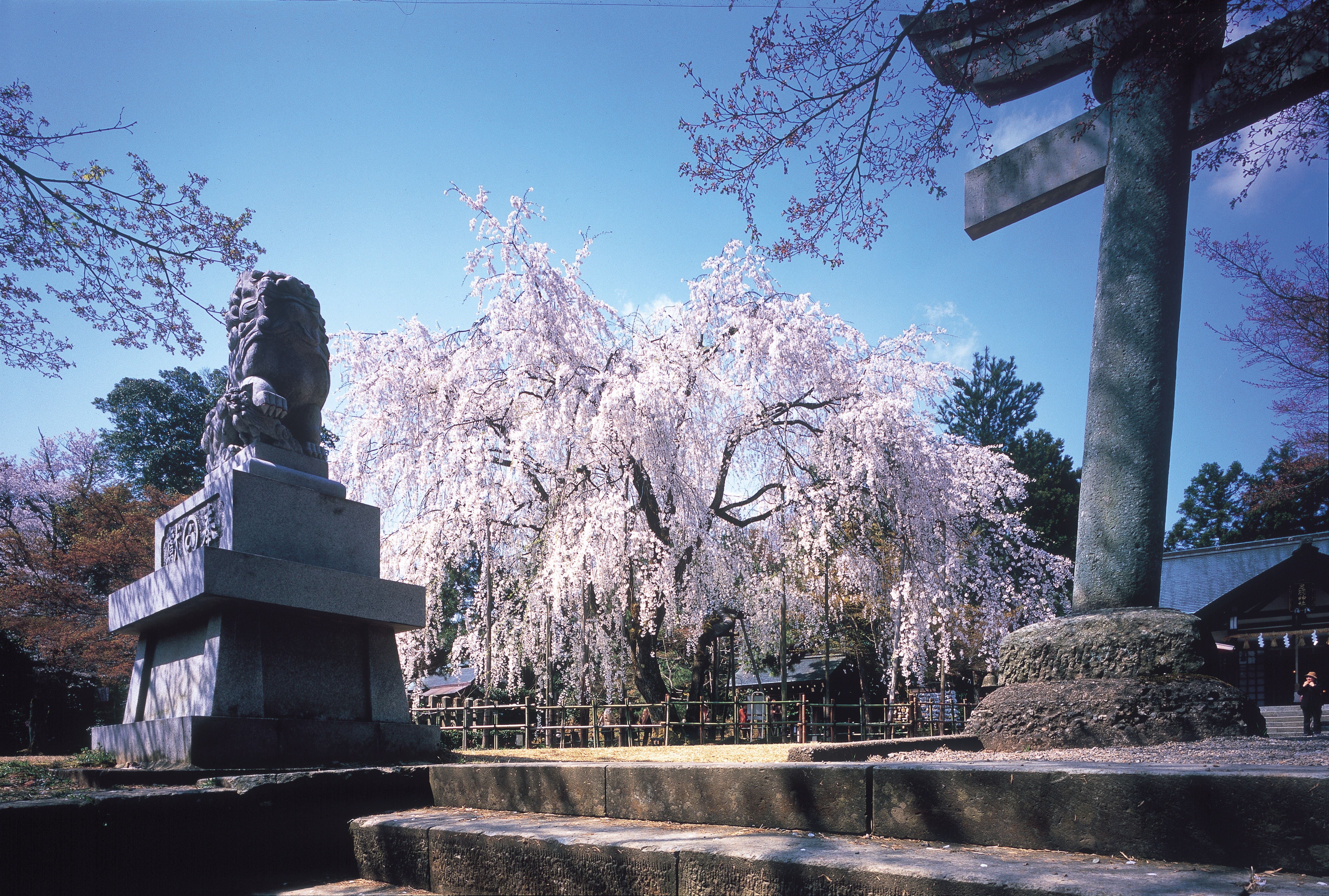 ���H�_�Ёi�t�E�C���[�W�j