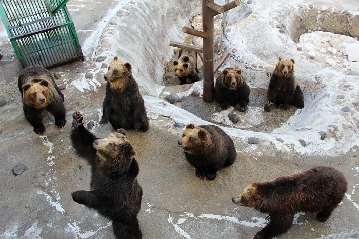 のぼりべつクマ牧場のイメージ