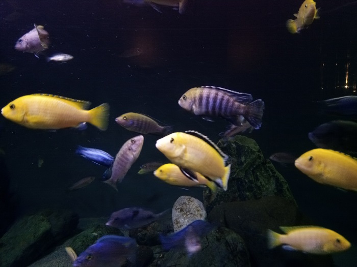 蓼科アミューズメント水族館のイメージ