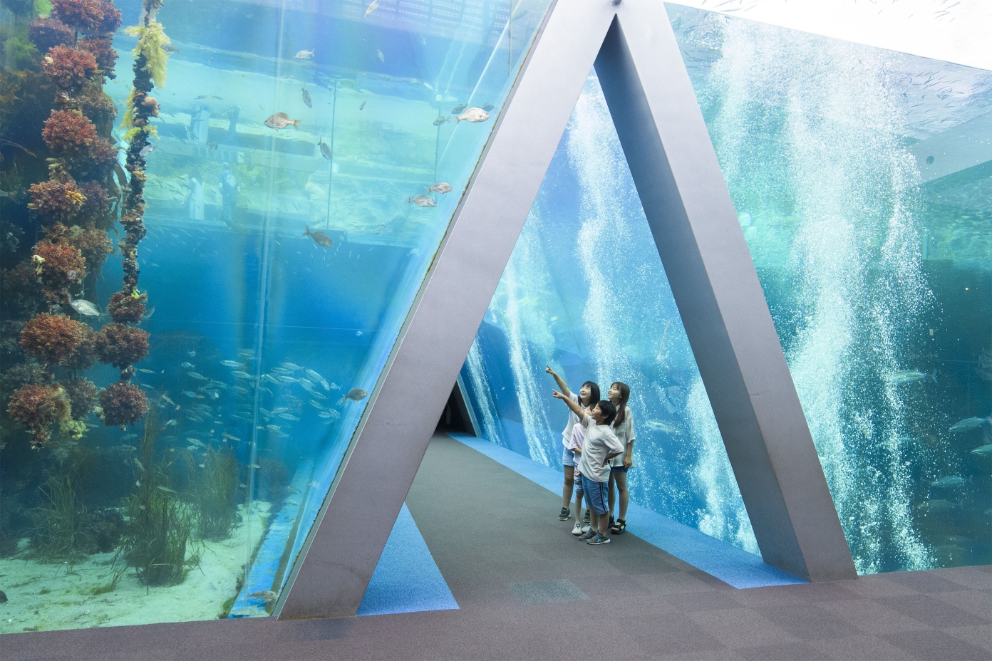 �ӂ����܊C�m�Ȋw�فi�A�N�A�}�����ӂ����܁j�̃C���[�W