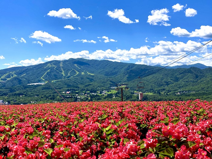 �Ђ邪�̍����X�L�[��̃C���[�W