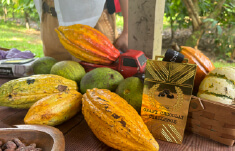 カカオ農園見学