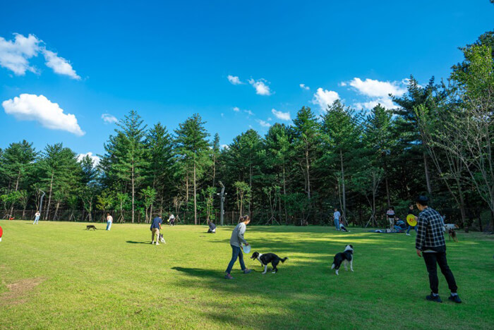 �h�b�O�����i�C���[�W�j