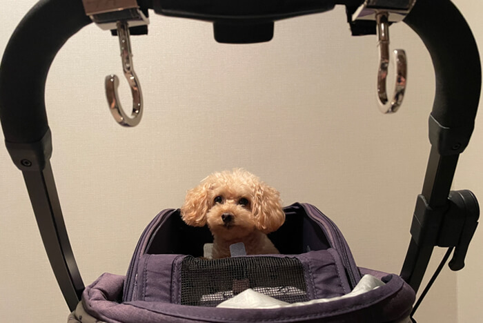 �C�O���s�i�C���[�W�j