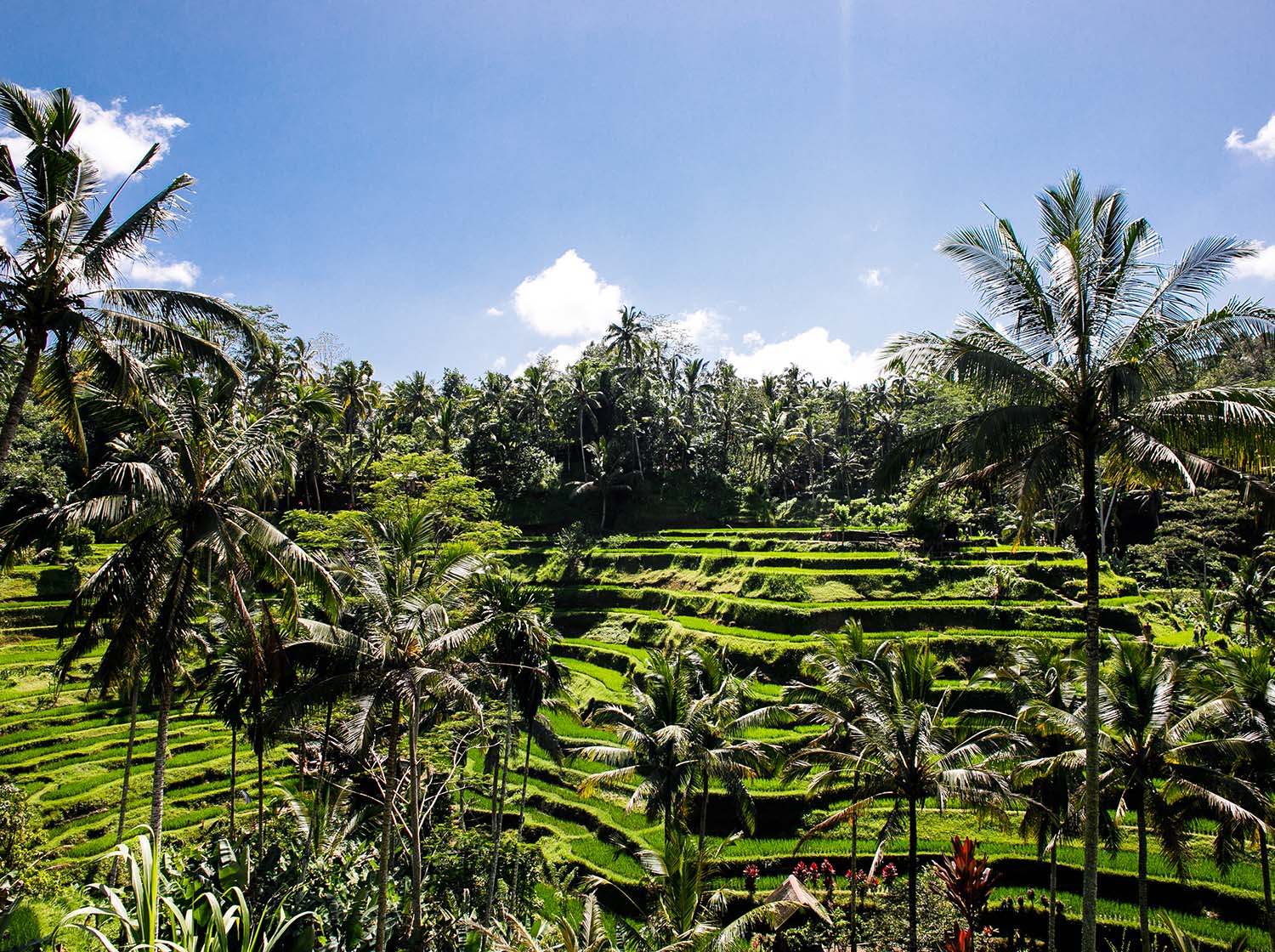 �e�K�������̃��C�X�e���X�i�I�c�j�̓E�u�h�ߍx�ŃA�N�Z�X���e�Ղł��B�i����]�̕��̓t���[�G�X�R�[�g���ɂ��ē����܂��j