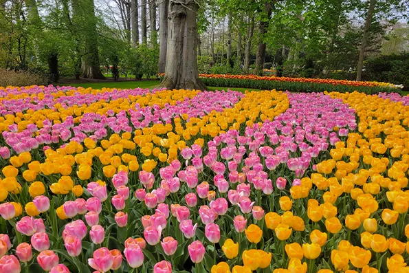 オランダ/キューケンホフ公園