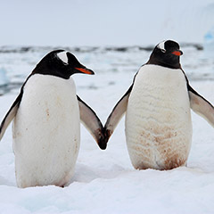 ジェンツーペンギン