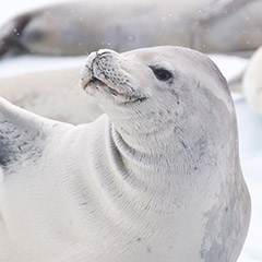 カニクイアザラシ