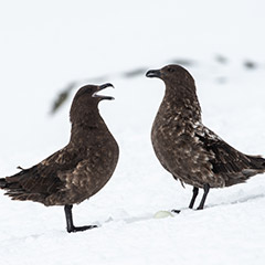 トウゾクカモメ