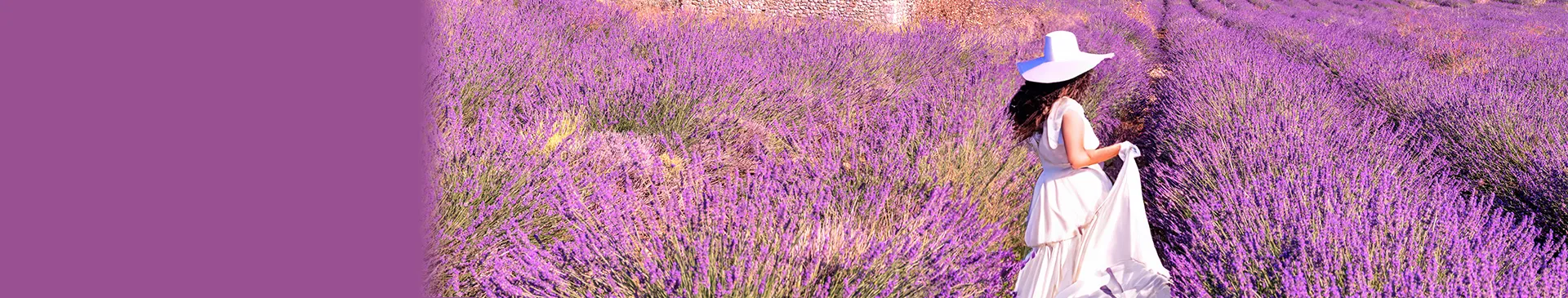 旅物語キービジュアル　フランスのラベンダー畑