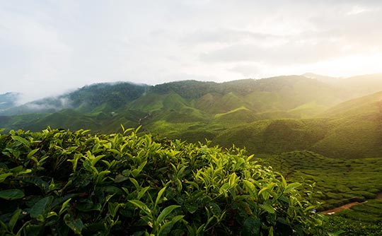 キャメロンハイランド