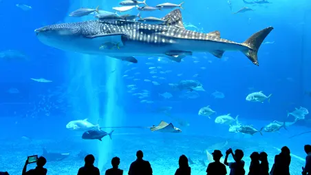 国営沖縄記念公園(海洋博公園・沖縄美ら海水族館)