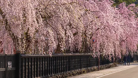 角館・武家屋敷通り