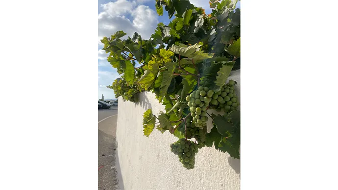 恵まれた土壌と気候のもとで作られるブドウ