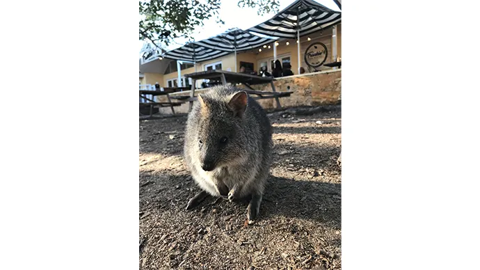 ロットネスト島のクオッカ