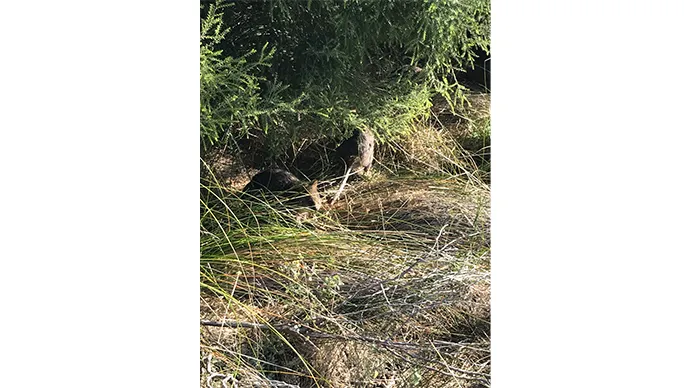 草むらでお昼寝中のクオッカ