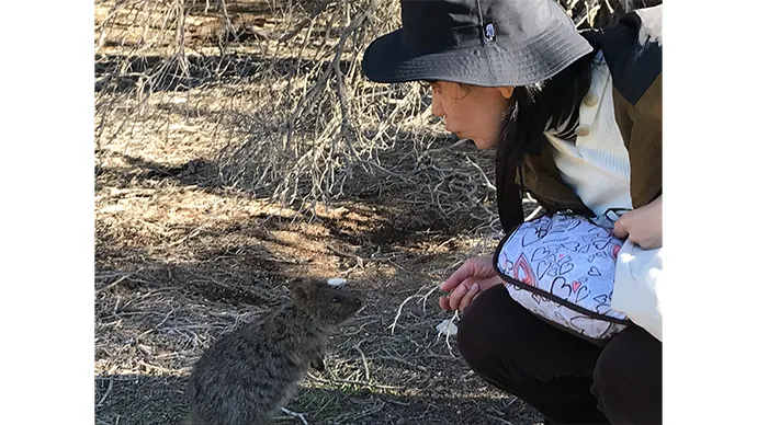 人懐っこいクオッカ