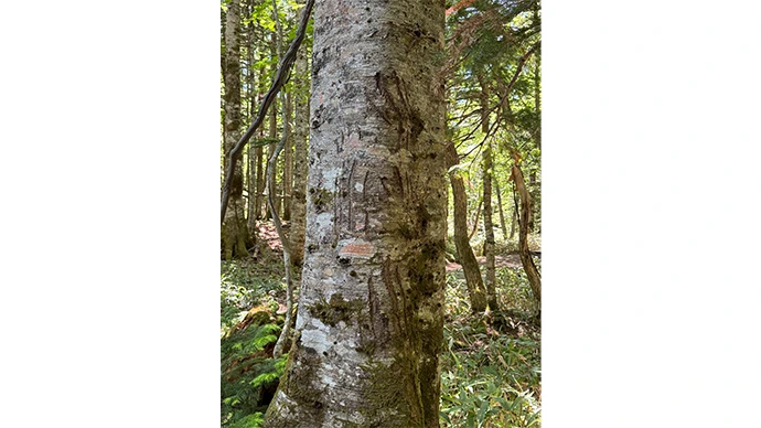 ヒグマの爪痕が残る木